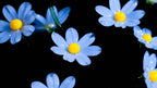 Blue Liuli Crystal Daisy Bonsai (Vitality and Hope)
