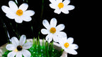 White Liuli Crystal Daisy Bonsai（Vitality and Hope）