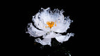 White Liuli Crystal Peony（Business Thriving）